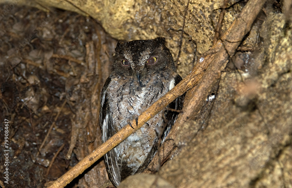 Petit duc malgache,.Otus rutilus, Rainforest Scops Owl, Madagascar