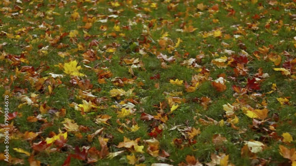 Close up autumn falling yellow orange red maple leaves foliage in city park forest, nature background
Close up autumn falling yellow orange red maple leaves foliage in city park forest, nature background