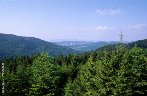 Sapin des Vosges, Parc Naturel Régional des Ballons des Vosges, Vosges, 88, région Grand Est, France