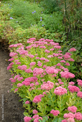 Sedum spectabile  Brillant    Sedum