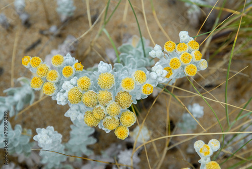 Immortelle des dunes,.Helichrysum stoechas photo