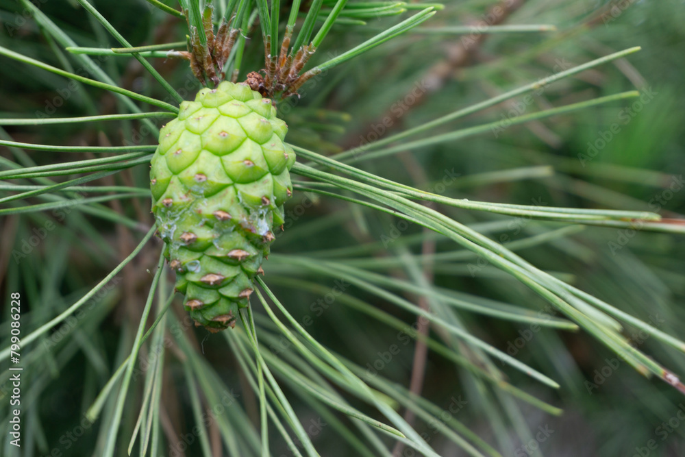 Close-up light green pine cones Close-up light green pine cones