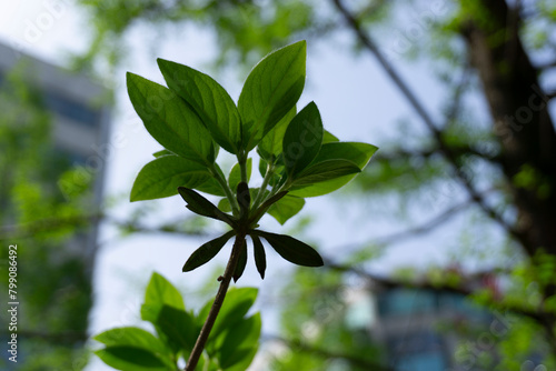 green leaves  Low angle  against sky