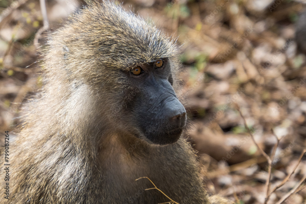Baboons in the Lake Manyara National Park, Tanzania Baboons in the Lake Manyara National Park, Tanzania