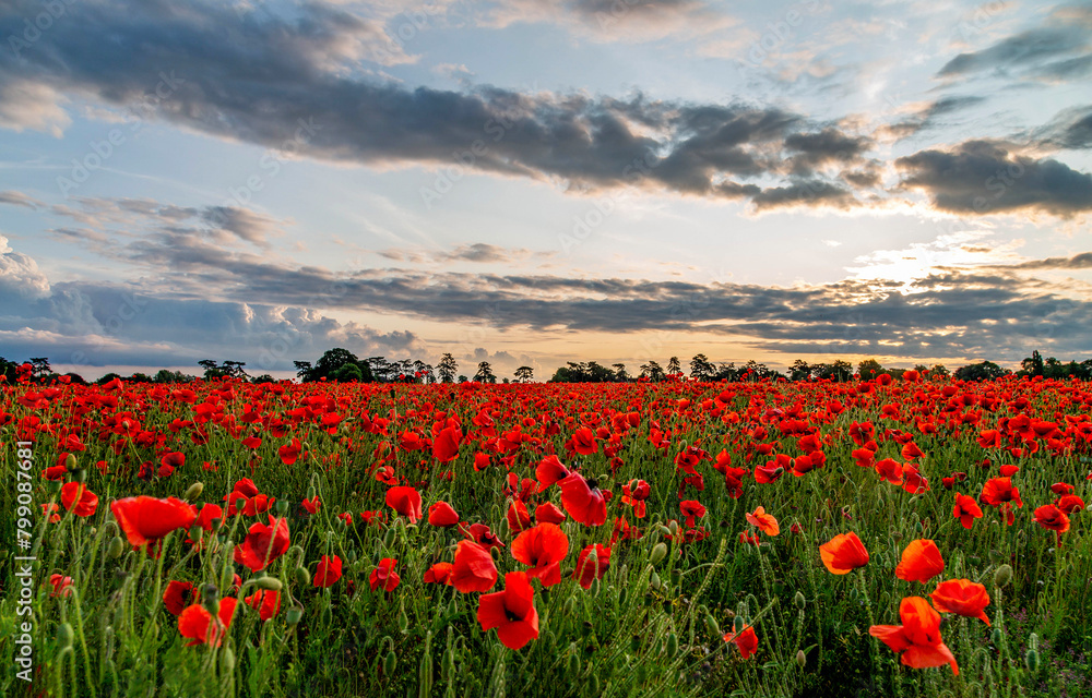 Red poppies. Field of red poppies