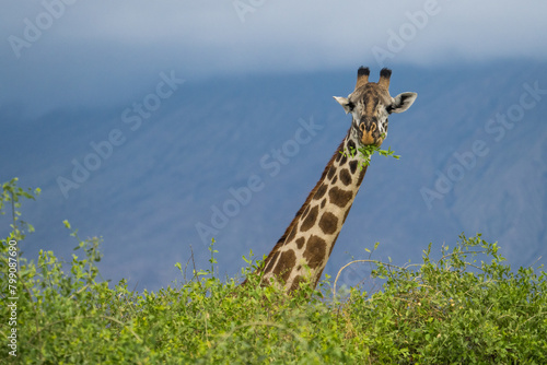 Canvas Print Giraffe at the Lake Natron, Tanzania