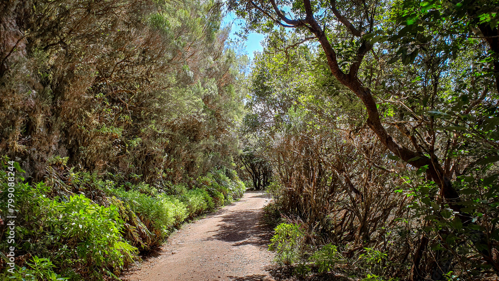 Teneriffa, Spanien: Weg durch den Lorbeerwald im Anagagebirge Teneriffa, Spanien: Weg durch den Lorbeerwald im Anagagebirge