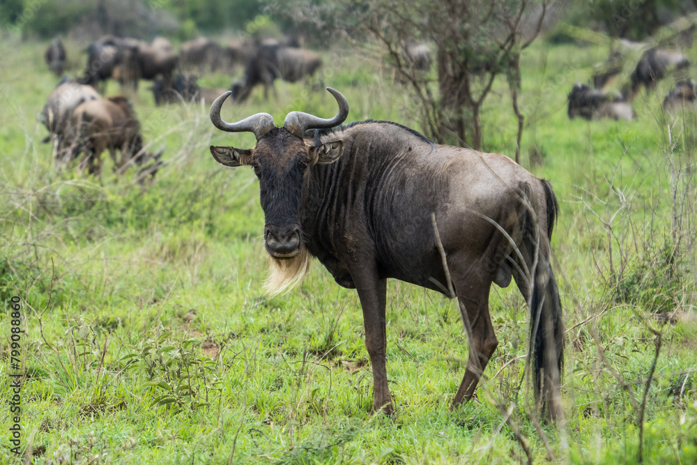 Obraz premium Wildebeest in the Serengeti, Tanzania