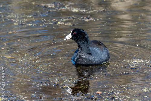 American Coot Swimming at Orlando Wetlands  photo