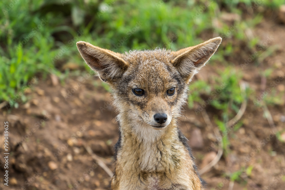 Black-backed jackal baby, Serengeti, Tanzania Black-backed jackal baby, Serengeti, Tanzania