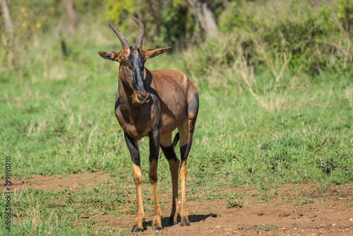 Topi in the Serengeti, Tanzania