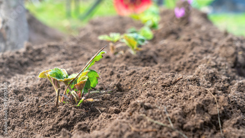 Young bushes of remontants strawberries planted in new beds in the country, gardening concept. Transplanting strawberry bushes in the vegetable garden. © Антон Скрипачев