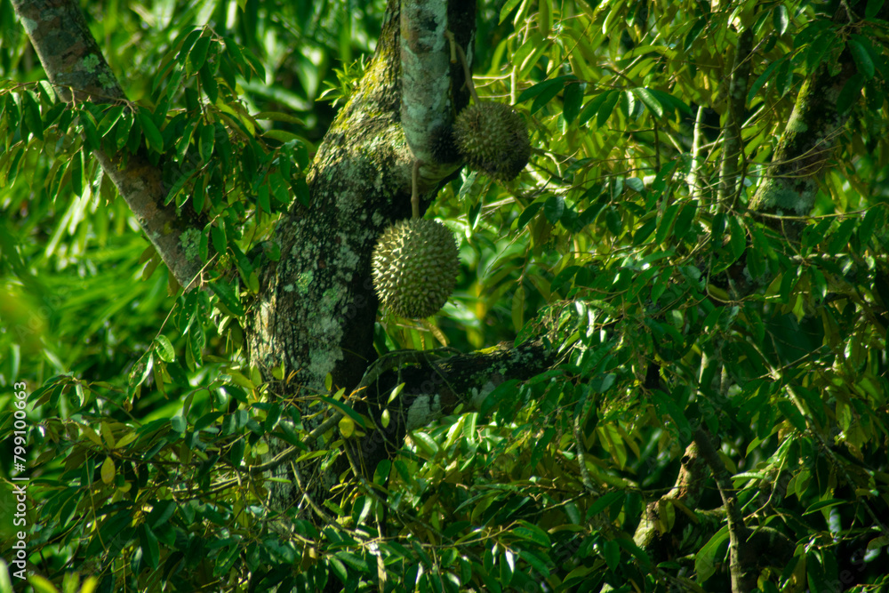 Fototapeta premium Durian fruit on a tree in the forest