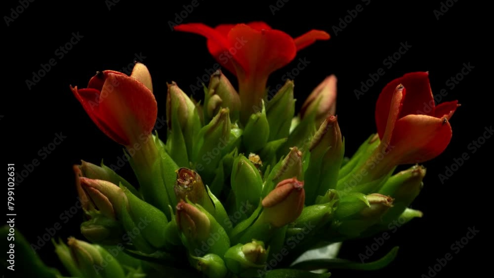 Time-lapse video of red Kalanchoe flowers blooming Time-lapse video of red Kalanchoe flowers blooming