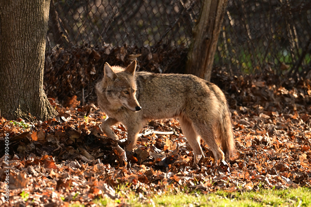 Urban wildlife a photograph of a coyote exploring a vacant lot
Urban wildlife a photograph of a coyote exploring a vacant lot