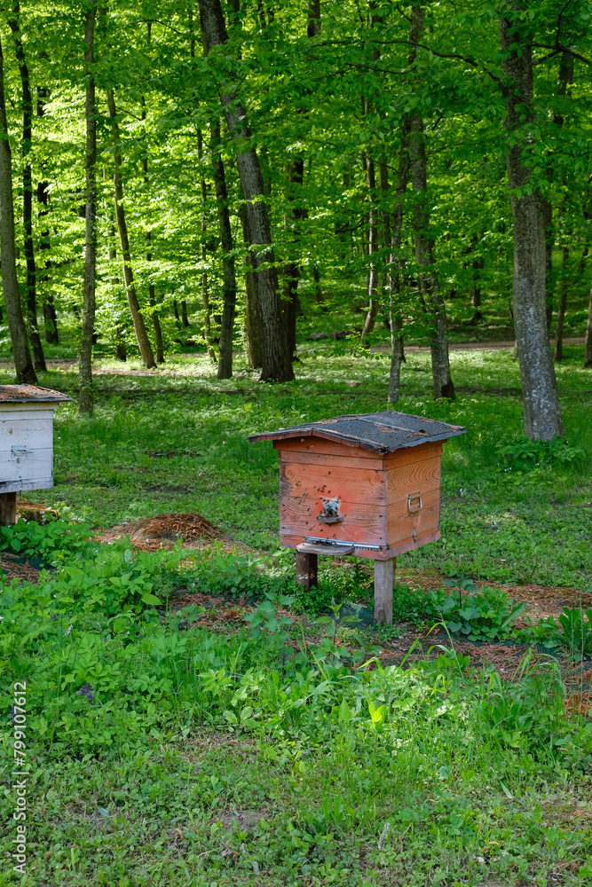 Wooden hive. Forest apiary. Ecology honey. Sunlight. Wooden hive. Forest apiary. Ecology honey. Sunlight.