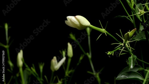 Time-lapse video of white Jasmine flowers blooming