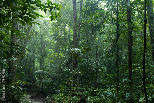 forest in the morning