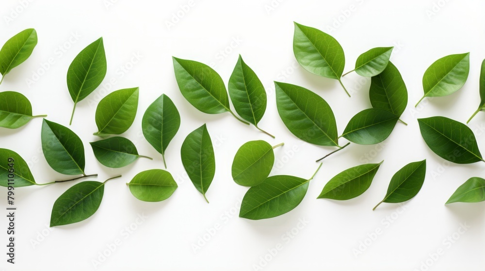 Green leaves frame isolated on white background Green leaves frame isolated on white background