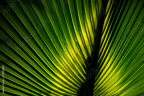 green natural background palm leaf close-up. Sunlight on a palm leaf.