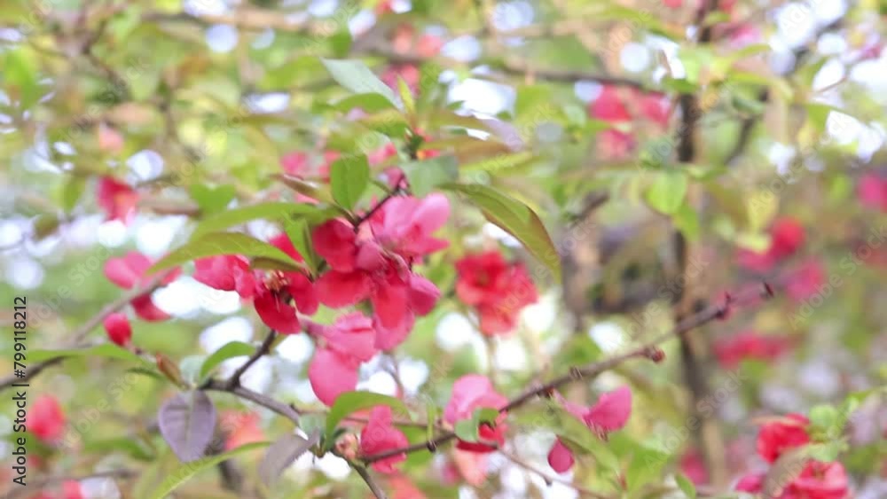 Quince Flowers in Garden Quince Flowers in Garden