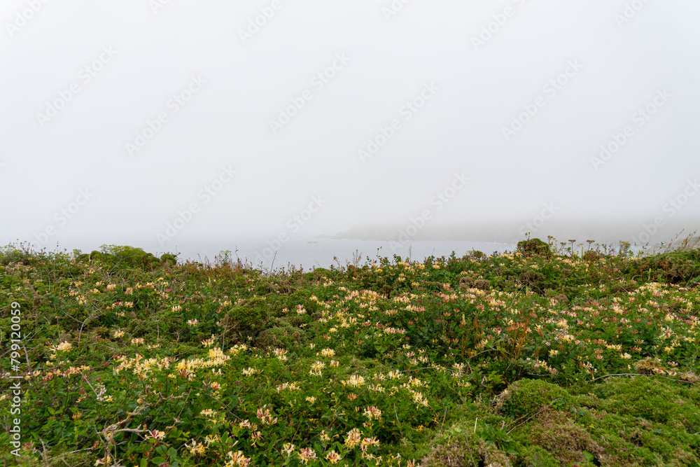 Chèvrefeuille en fleurs sur la côte sauvage du Finistère, sous la brume printanière marine, capturant la beauté naturelle de la Bretagne.