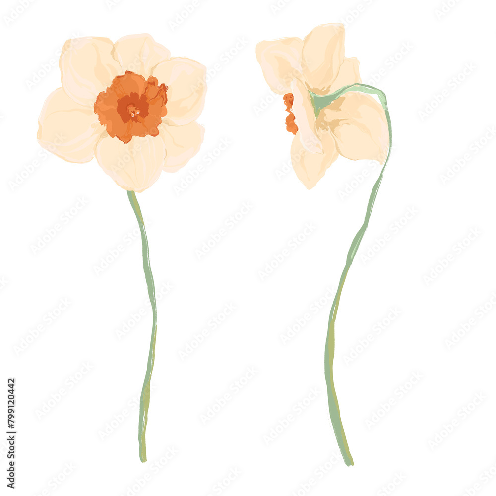Watercolor abstract flower set of narcissus. Hand painted floral elements of wildflowers isolated on white background. Holiday Illustration for design, print, fabric or background.