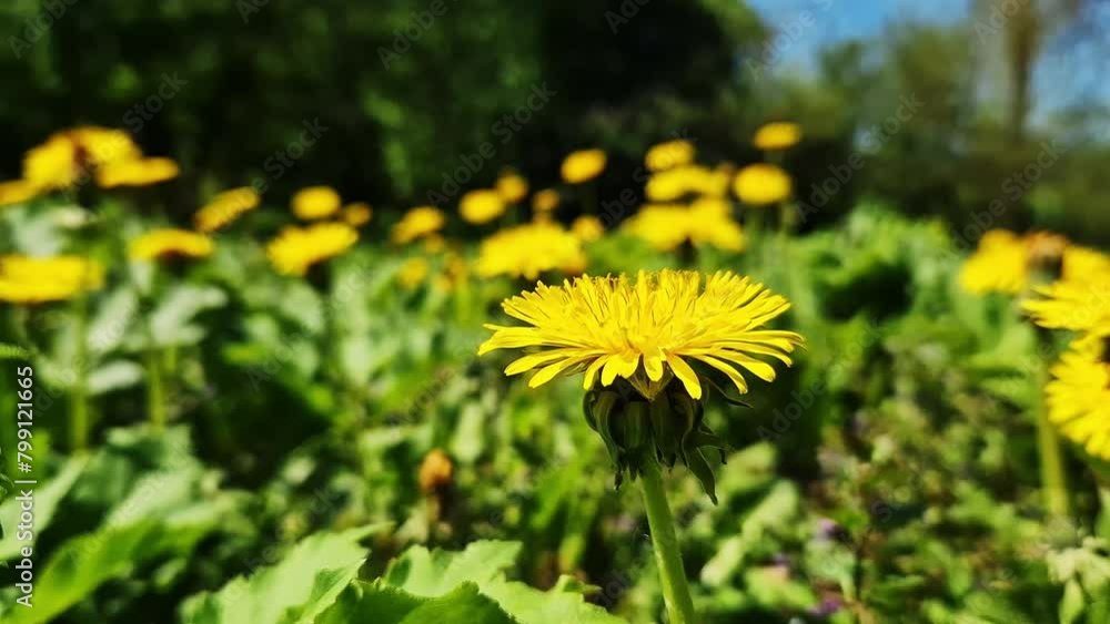 Dandelion close up. Yellow dandelion flowers in a clearing, pollination of flowers by insects. Natural spring background with bright flowers, selective focus Dandelion close up. Yellow dandelion flowers in a clearing, pollination of flowers by insects. Natural spring background with bright flowers, selective focus