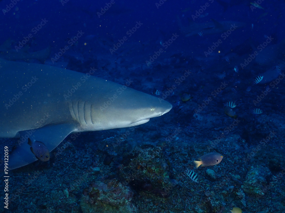 Fototapeta premium shark in the sea