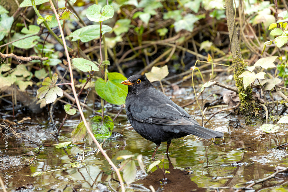 Male Common Blackbird (Turdus merula) - Melodious Songster
