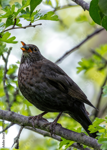Photography Male Common Blackbird (Turdus merula) - Melodious Songster