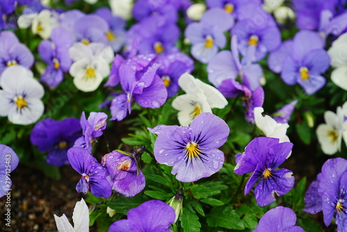 Purple Pansy flower blooming in Spring  closeup -                    