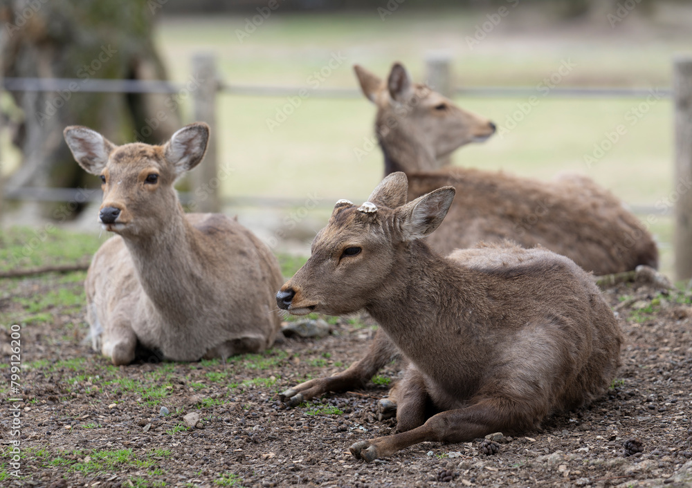 Deers in Nara park, japan