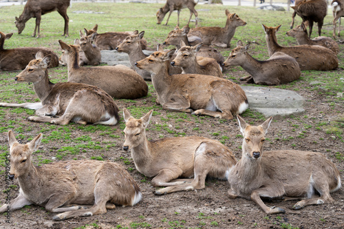 Deers in Nara park, japan