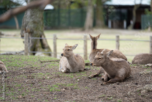 Deers in Nara park, japan