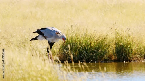 close up of a Secretary bird drinking water from a waterhole in Savanah of Botswana Africa, kgalagadi national park.  photo