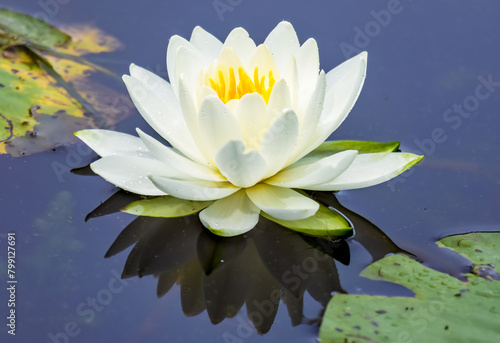 A waterlily blooming on the surface of a lake.