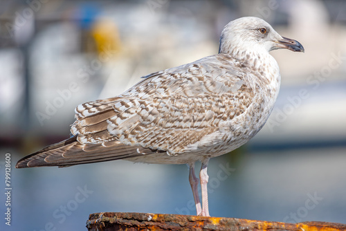 Portrait of a young seagull on the Baltic Sea	