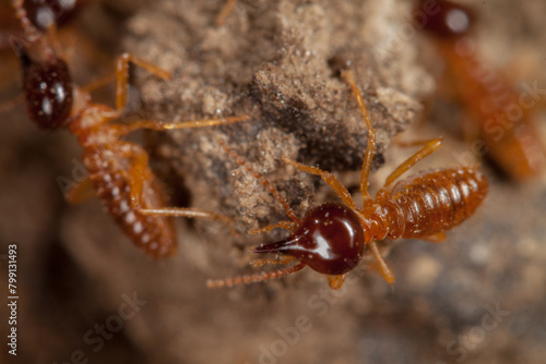 termites in cerrado, brazil © Ubirajara Oliveira