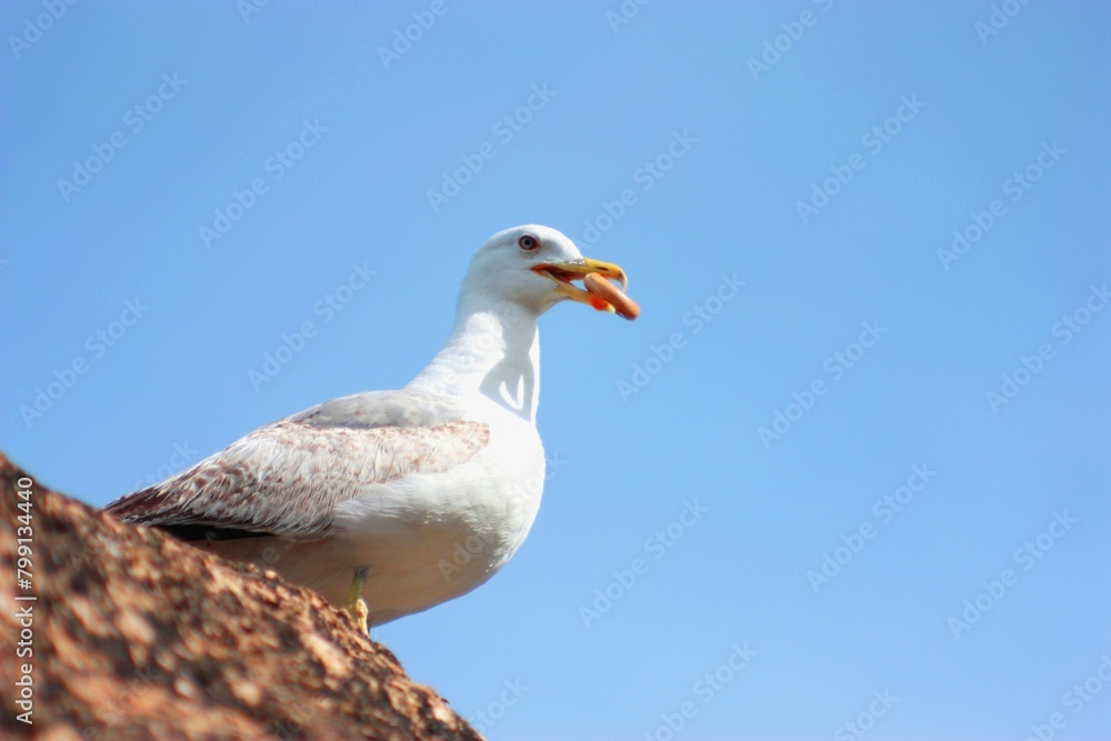 Fototapeta premium seagull halcyon