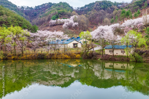 Spring scenery of Ungok Reservoir in Haman-gun  Korea  where cherry blossoms and forsythias are blooming