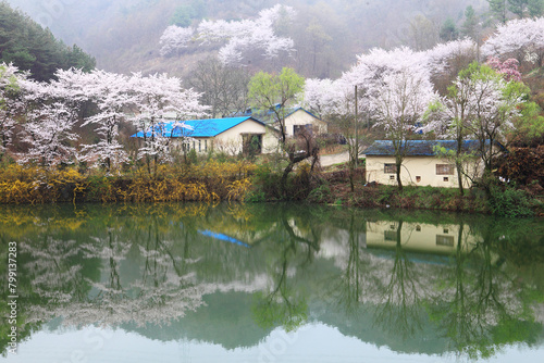 Spring scenery of Ungok Reservoir in Haman-gun, Korea, where cherry blossoms and forsythias are blooming photo