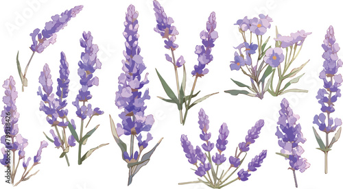 lavender clipart vector for graphic resources