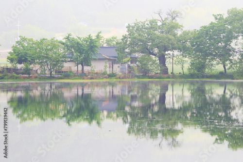 Morning view of white flowers of Retusa fringetree and old tile roof house with reflection on Weiyangji Reservoir in Miryang-si, South Korea.  이팝나무 핀 밀양 위양지의 봄풍경 photo