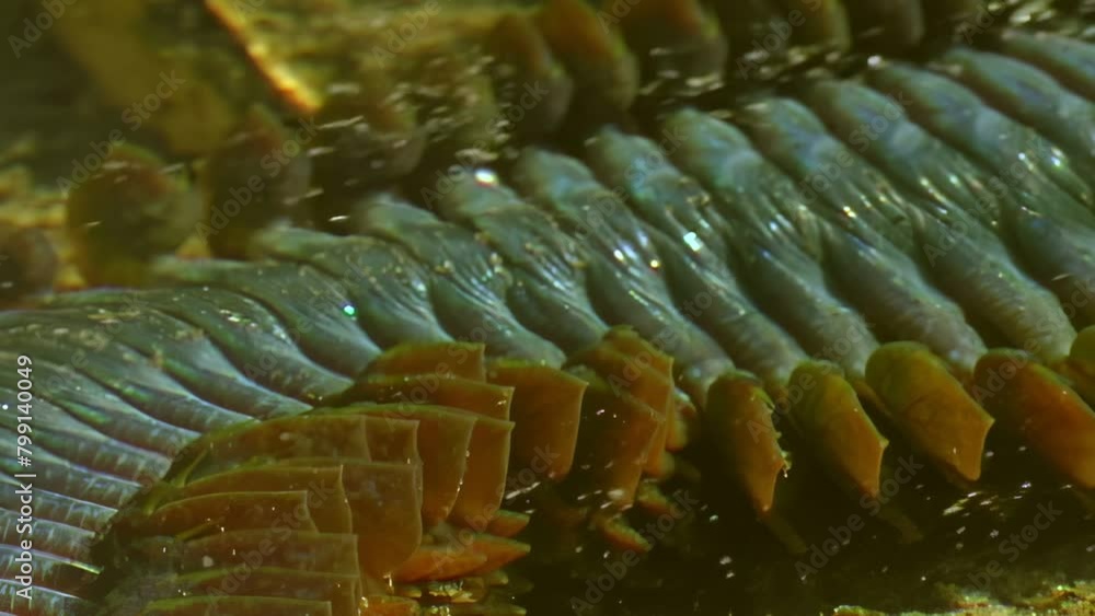 Underwater sea worm Nereis virens in clean, clear water, close up. Sea