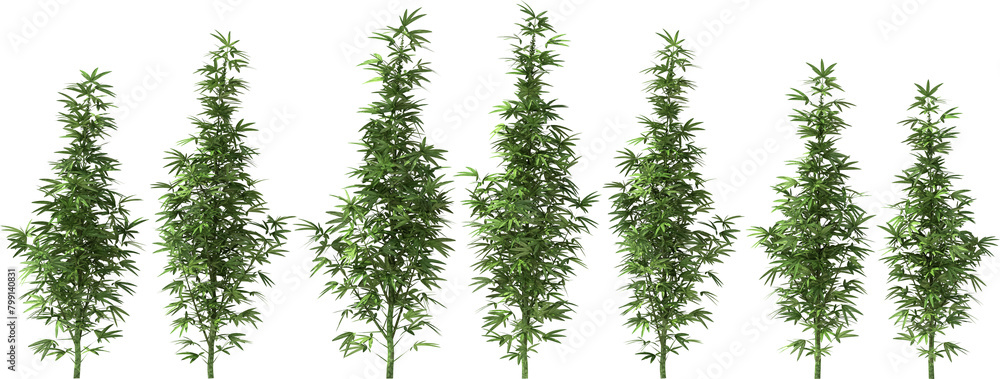 marihuana cannabis stevia hemp plants single dope pot grass drug
