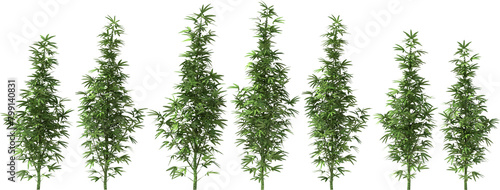 Obraz na płótnie marihuana cannabis stevia hemp plants single dope pot grass drug w salonie