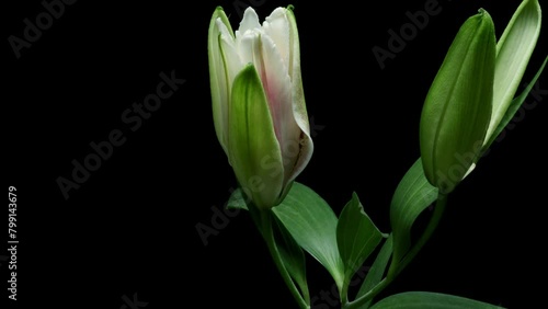 Time-lapse video of rose lily flowers blooming