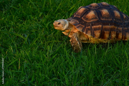 Centrochelys sulcata crawling on grassland chewing toilet paper and grass