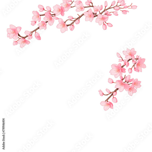 pink cherry blossom isolated © カコウ オウ